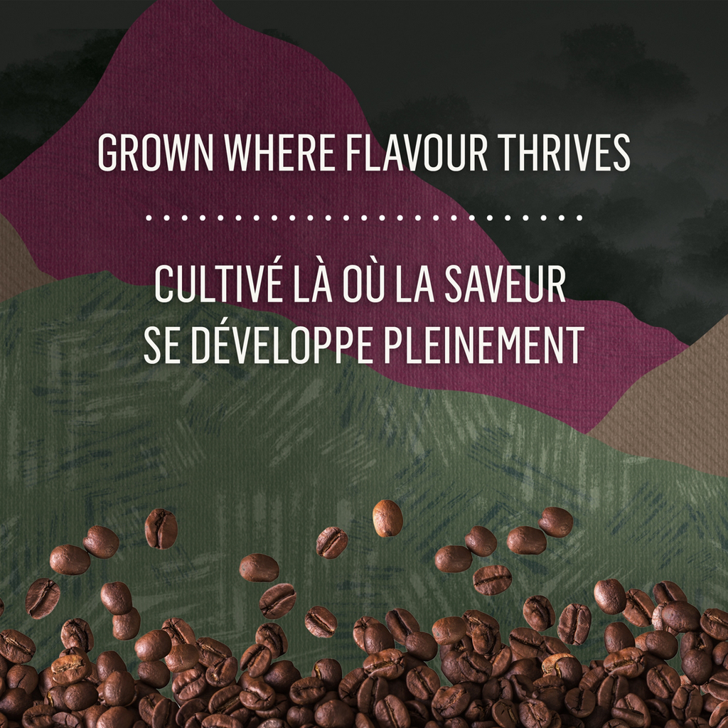 McCafé High Grown Organic Dark Roast Whole Beans